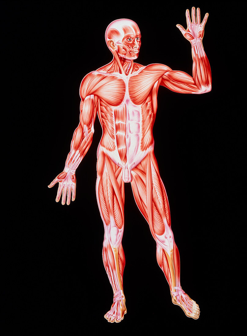 Artwork showing human skeletal muscles,front view