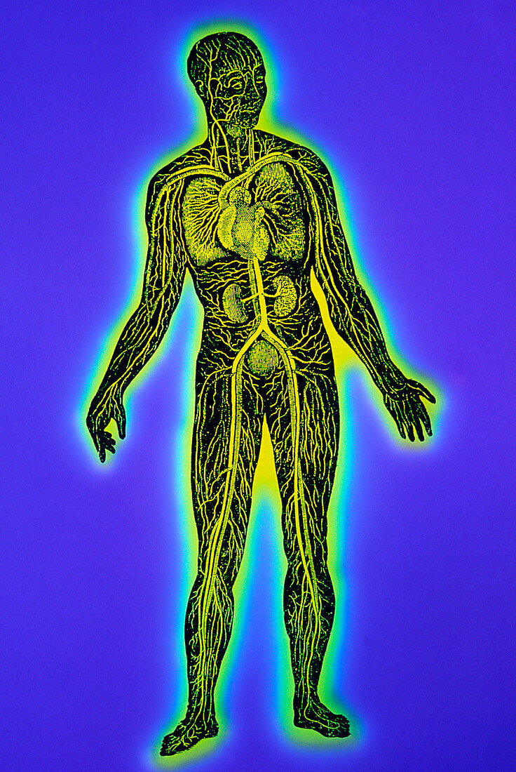 False-colour artwork of human blood circulation