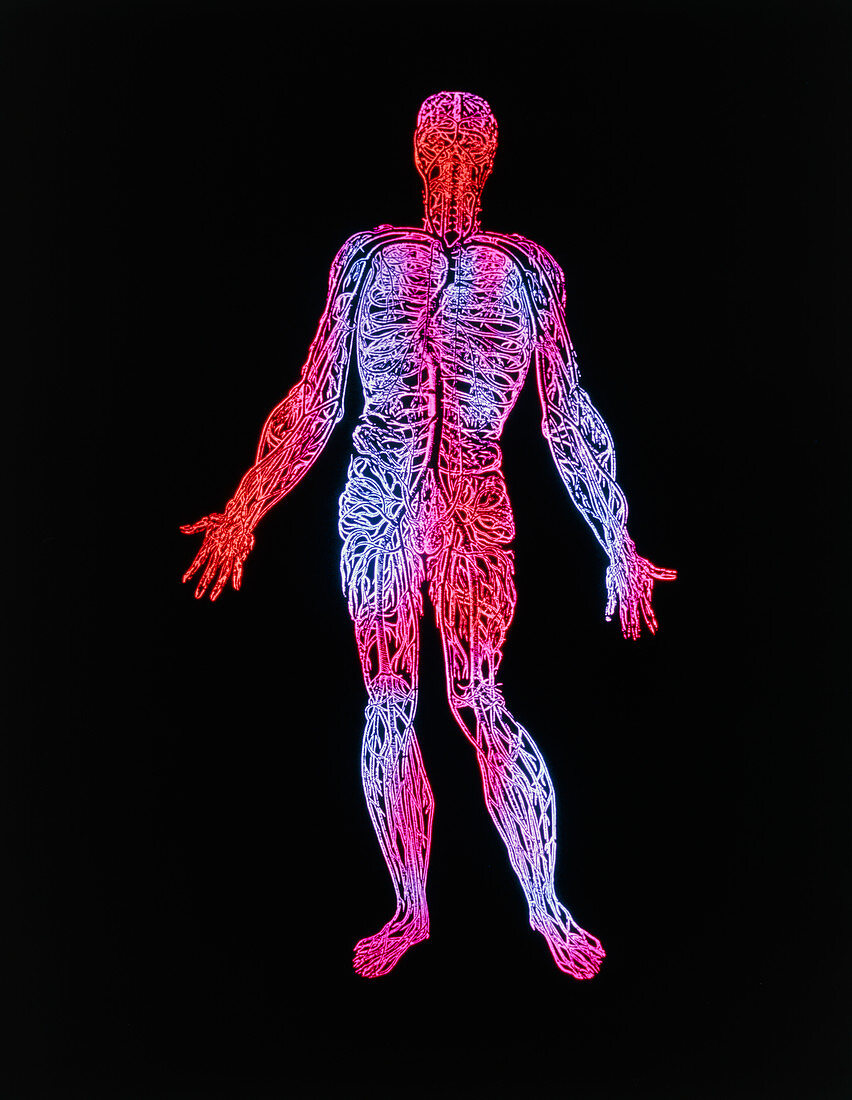 Human blood system