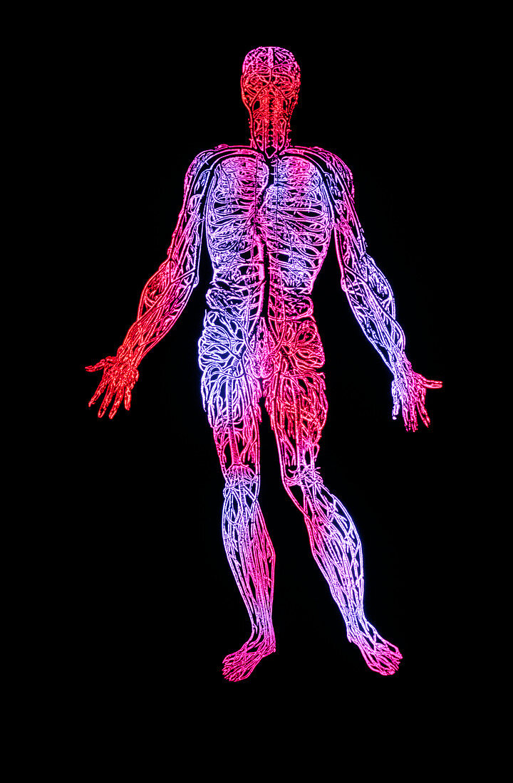 False-colour engraving of the venous system