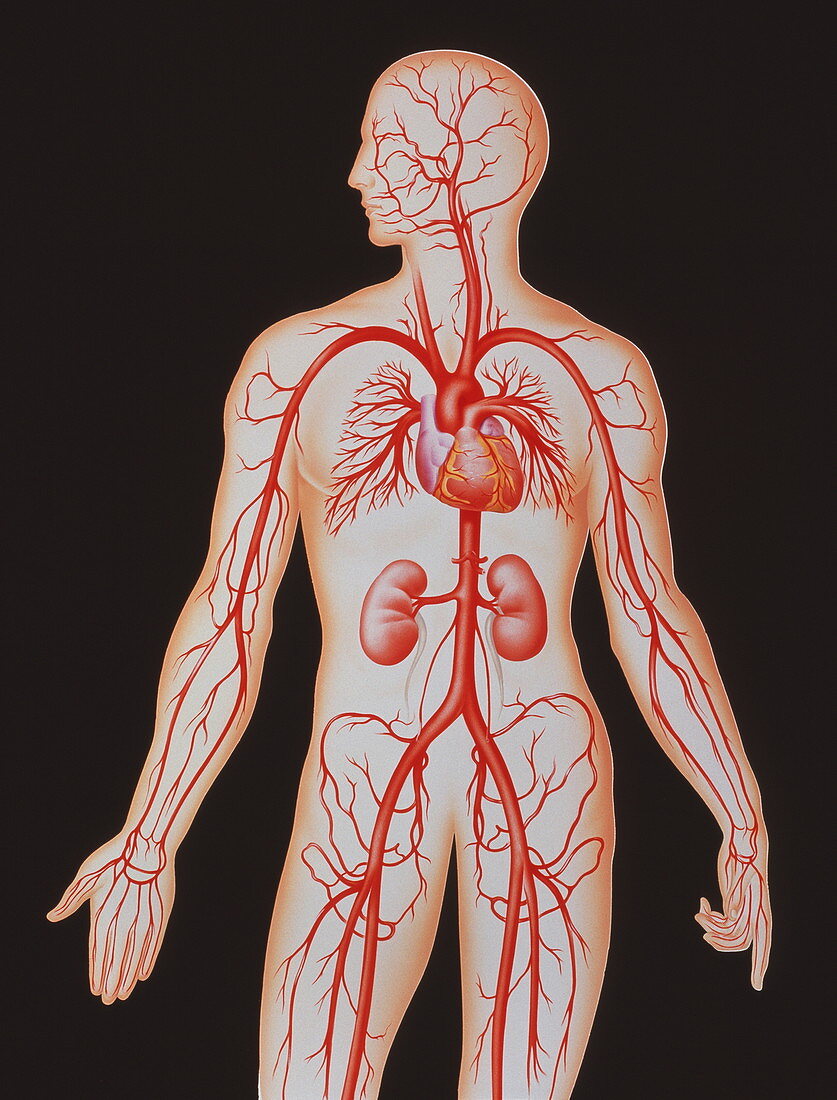 Human arterial system