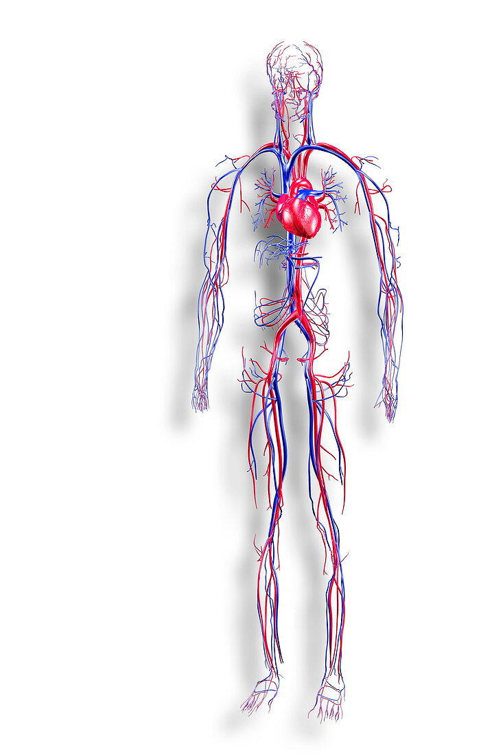 Human circulatory system