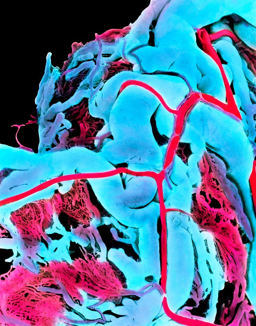 Coloured SEM of blood vessels in human oviduct
