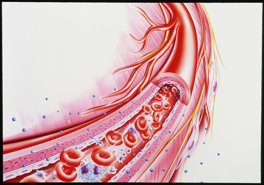Artwork showing a cut-away of a human arteriole