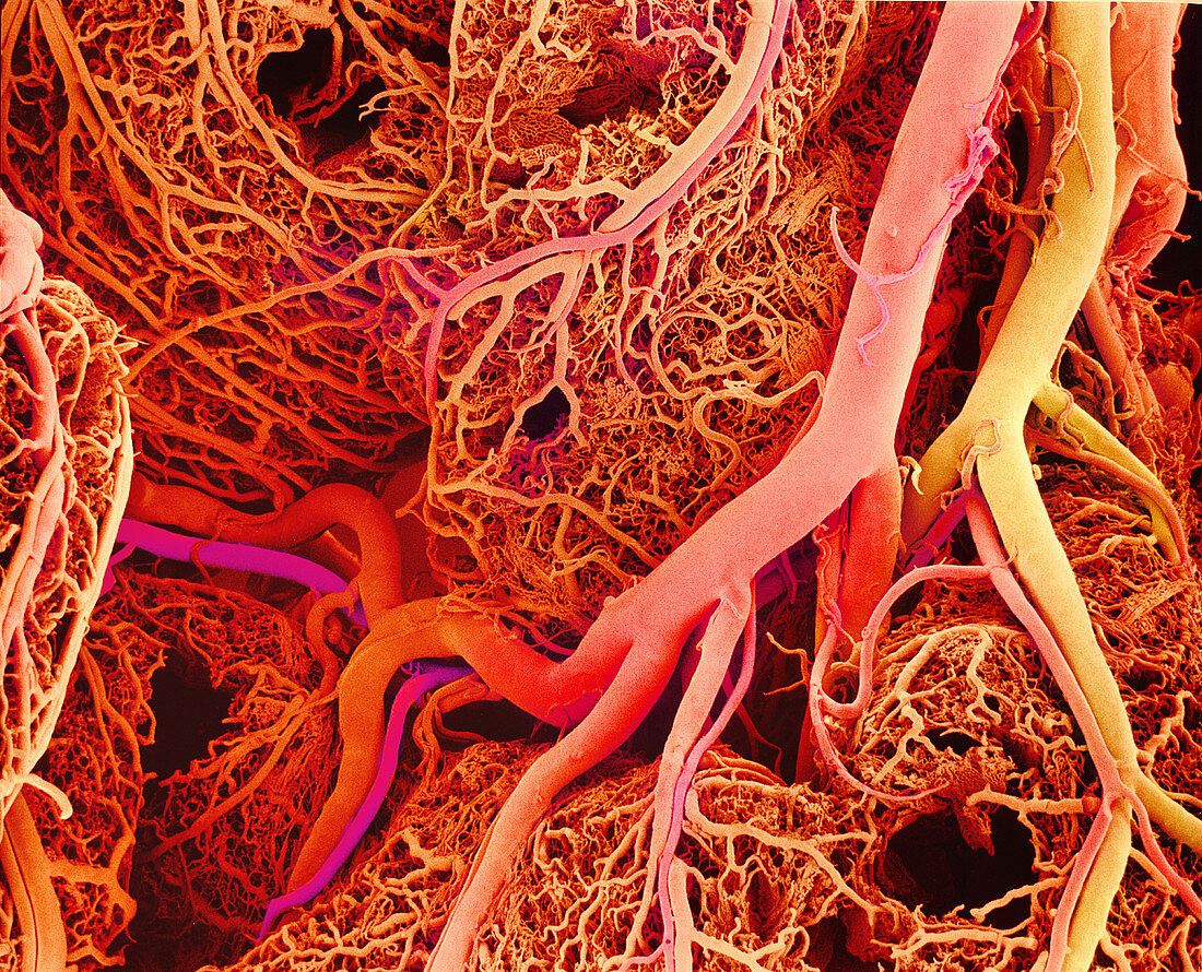 Blood vessels,SEM