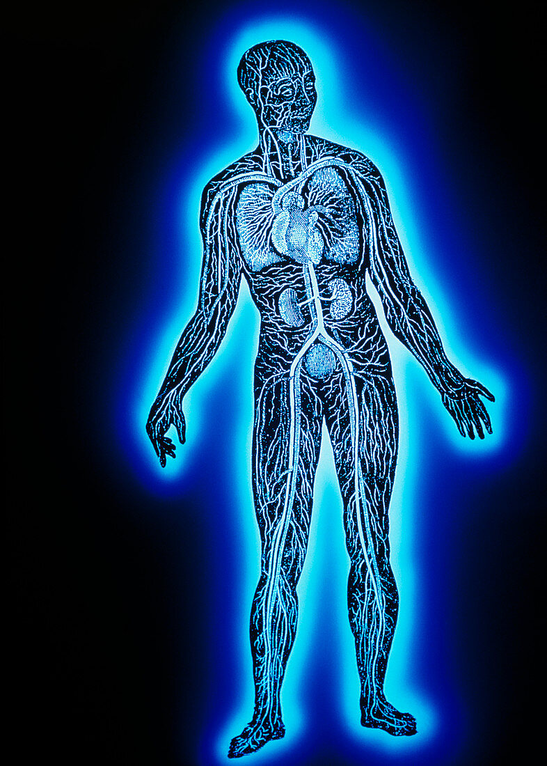 False-colour artwork of human blood circulation