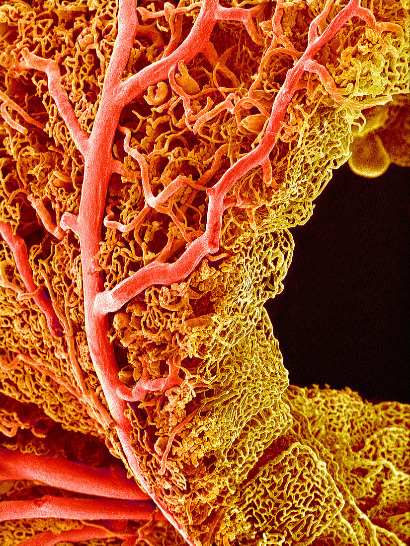 Small intestine blood vessels,SEM