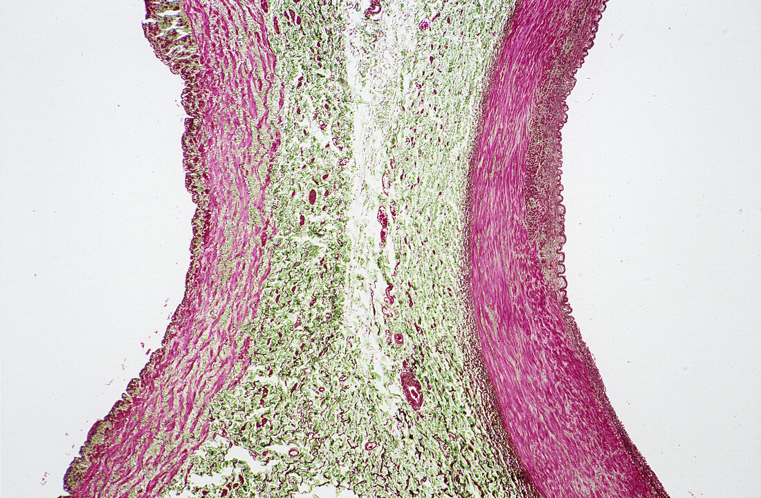 Femoral vein and artery,light micrograph