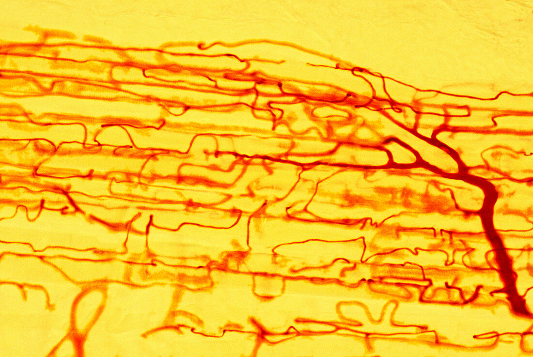 Muscle blood supply,light micrograph
