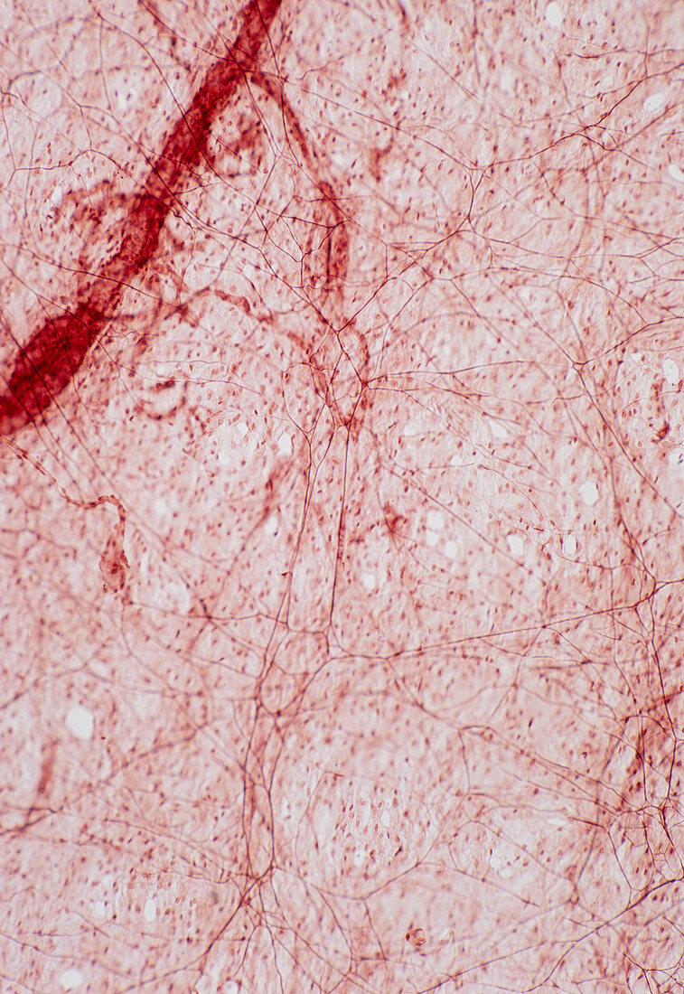 Intestinal capillaries,light micrograph