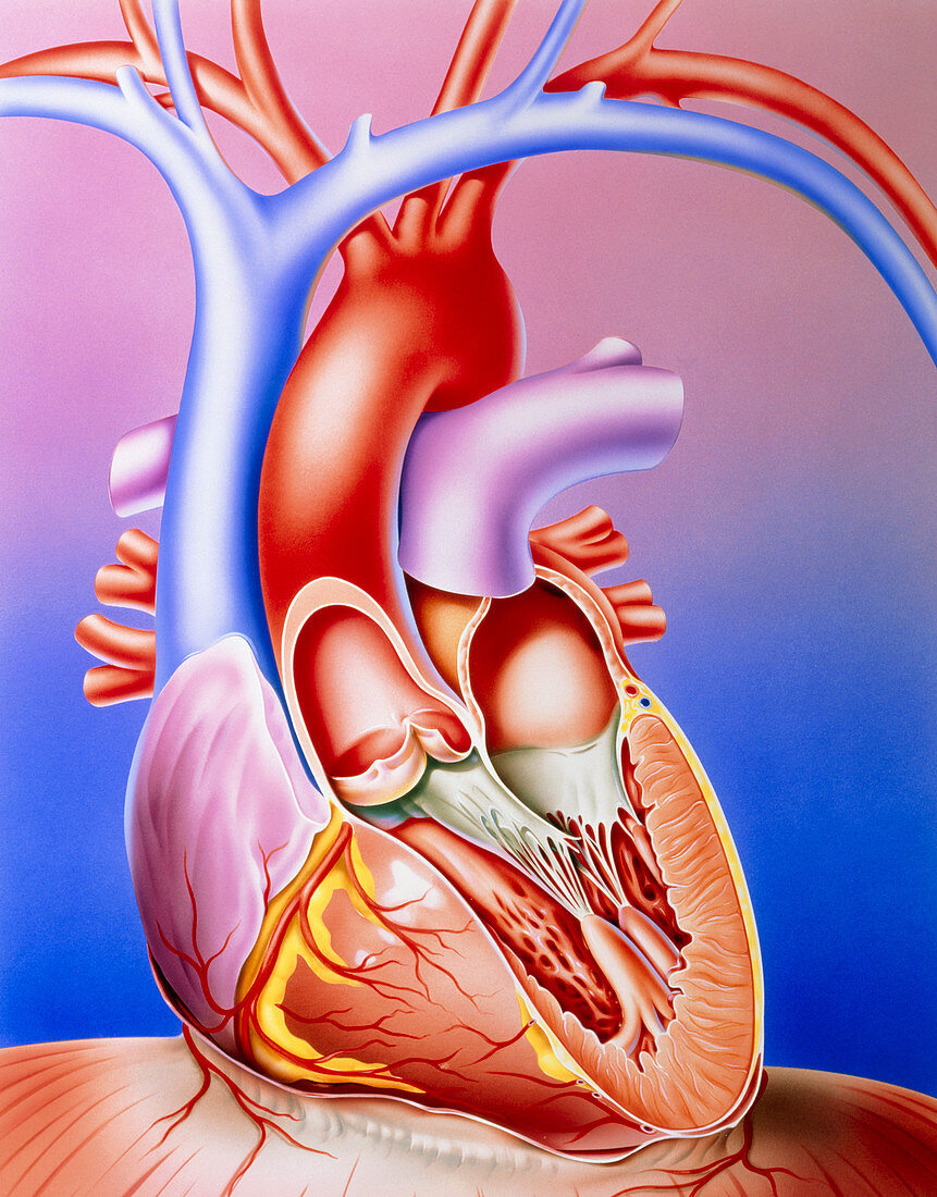 Illustration of a partly-dissected normal heart