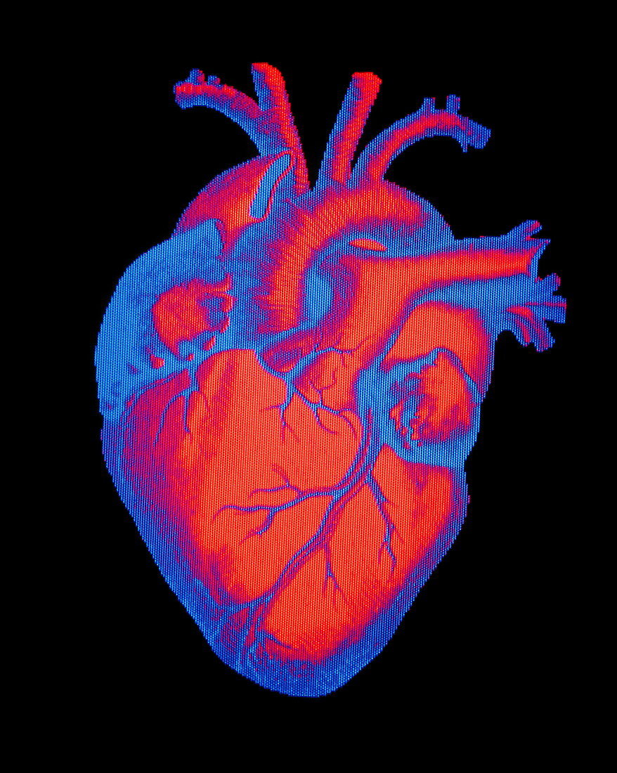 Digitised illustration of a healthy human heart