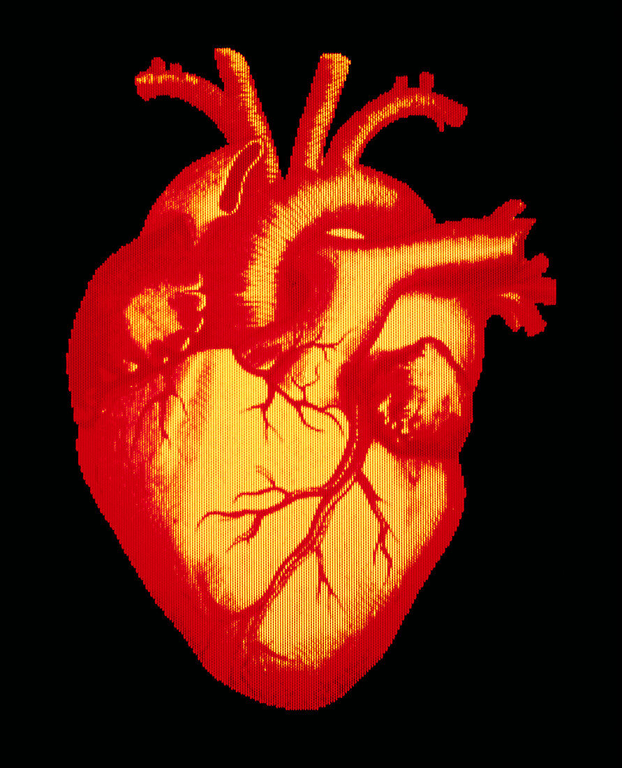 Digitised illustration of a healthy human heart