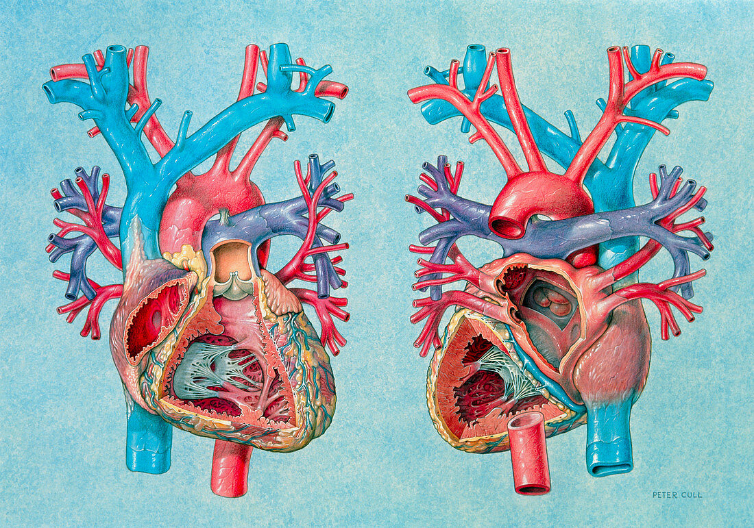 Artwork of human heart showing internal structures