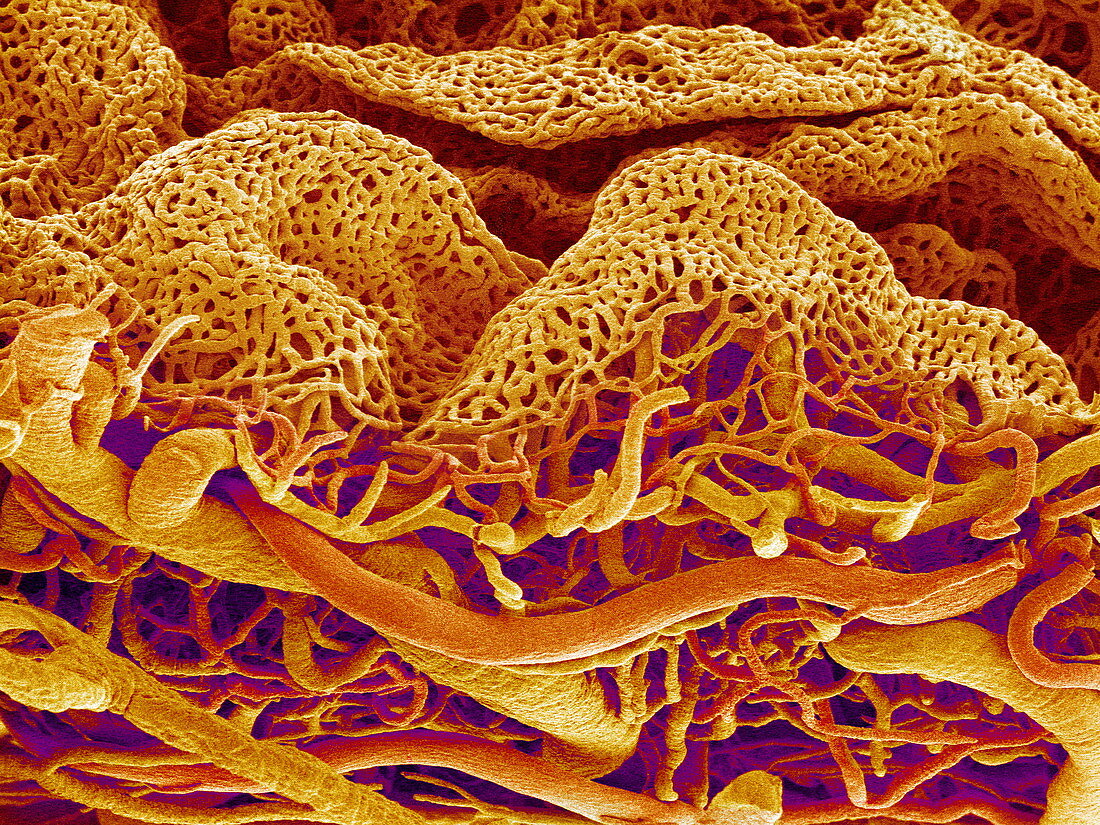 Blood vessels of the small intestine