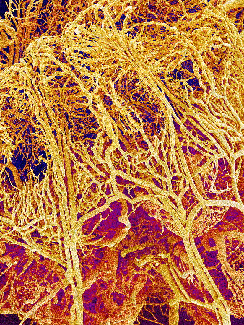 Blood vessels of the ovary