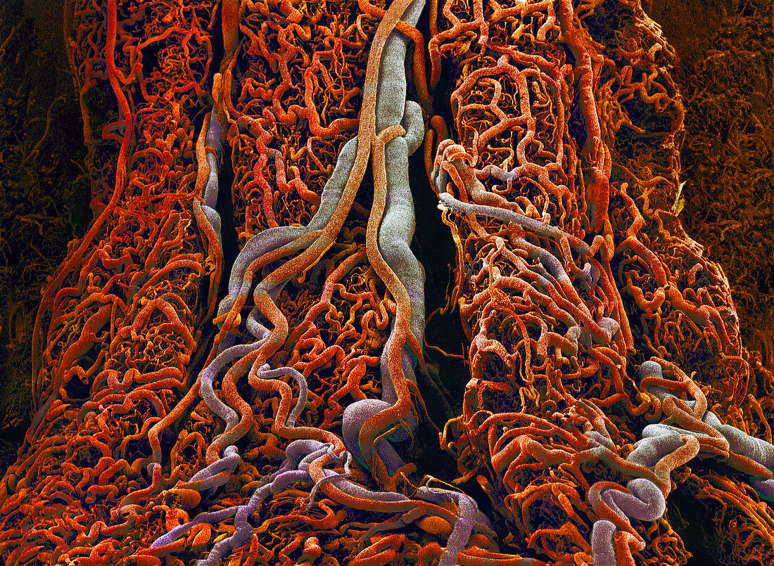 Blood vessels in the small intestine,SEM