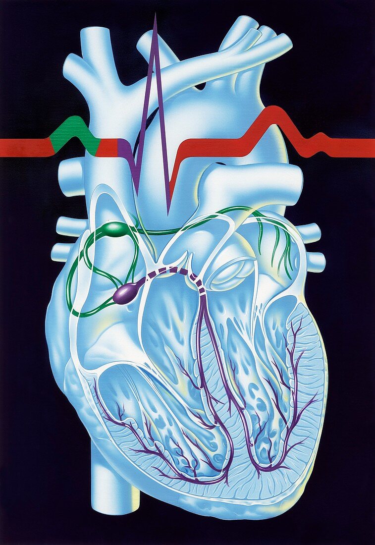 Electrical conduction in the heart,artwork