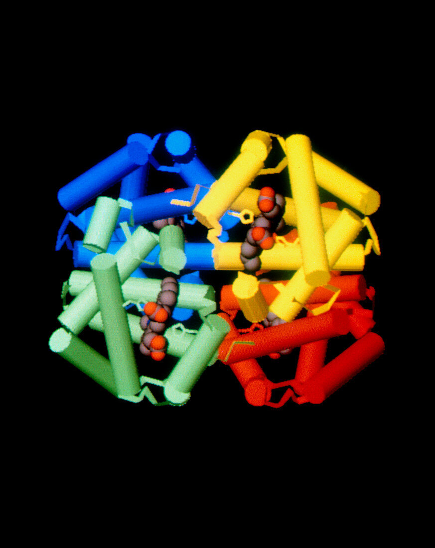 Computer graphic image of the haemoglobin molecule