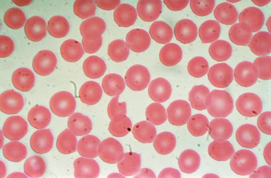 Red blood cells