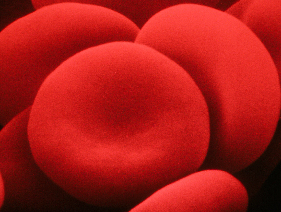 False-colour SEM of normal human red blood cells