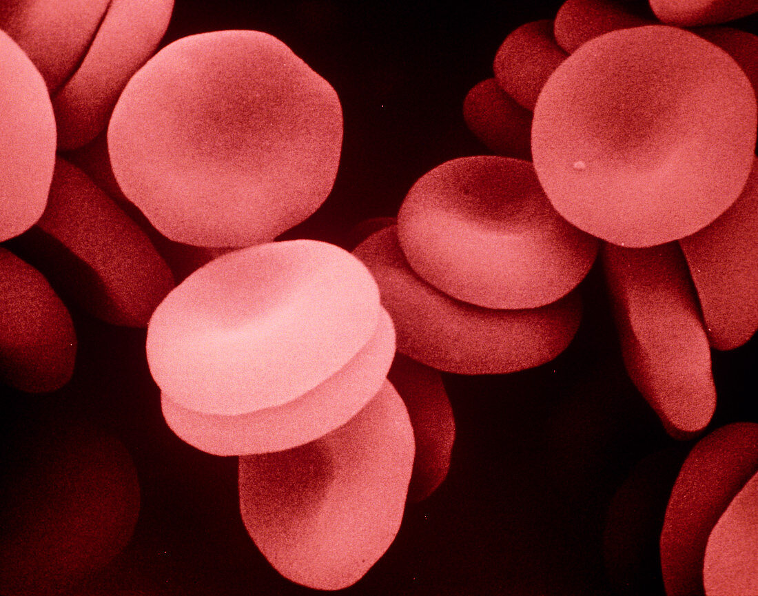 False-colour SEM of human red blood cells