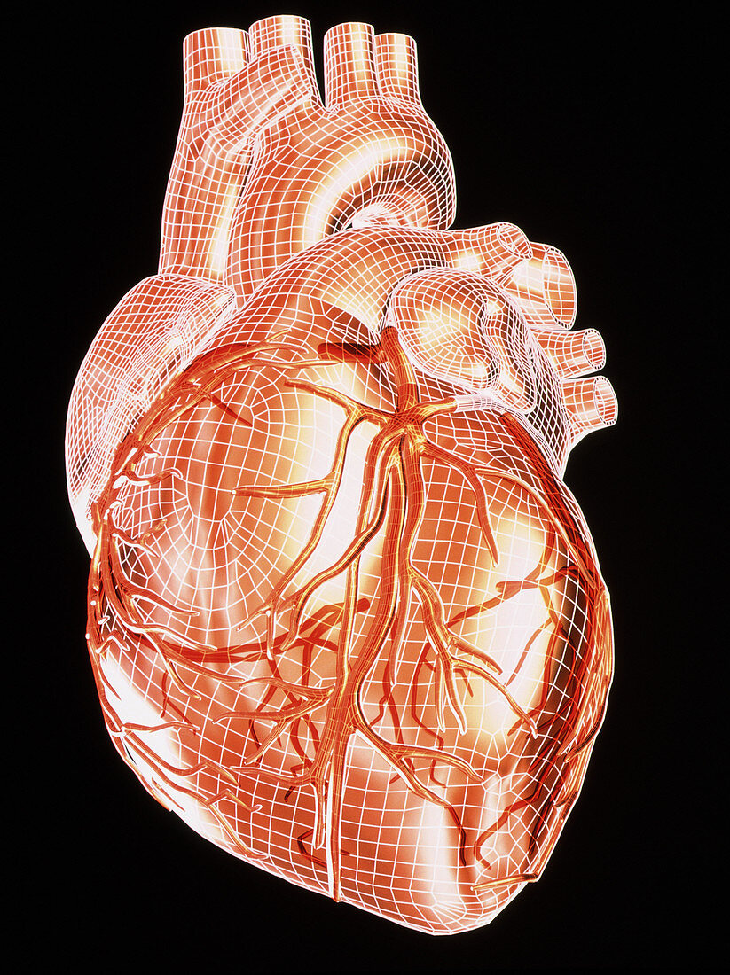 Computer artwork of a healthy human heart