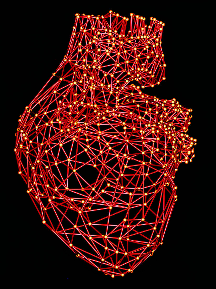 Computer artwork of a wire-frame model of a heart