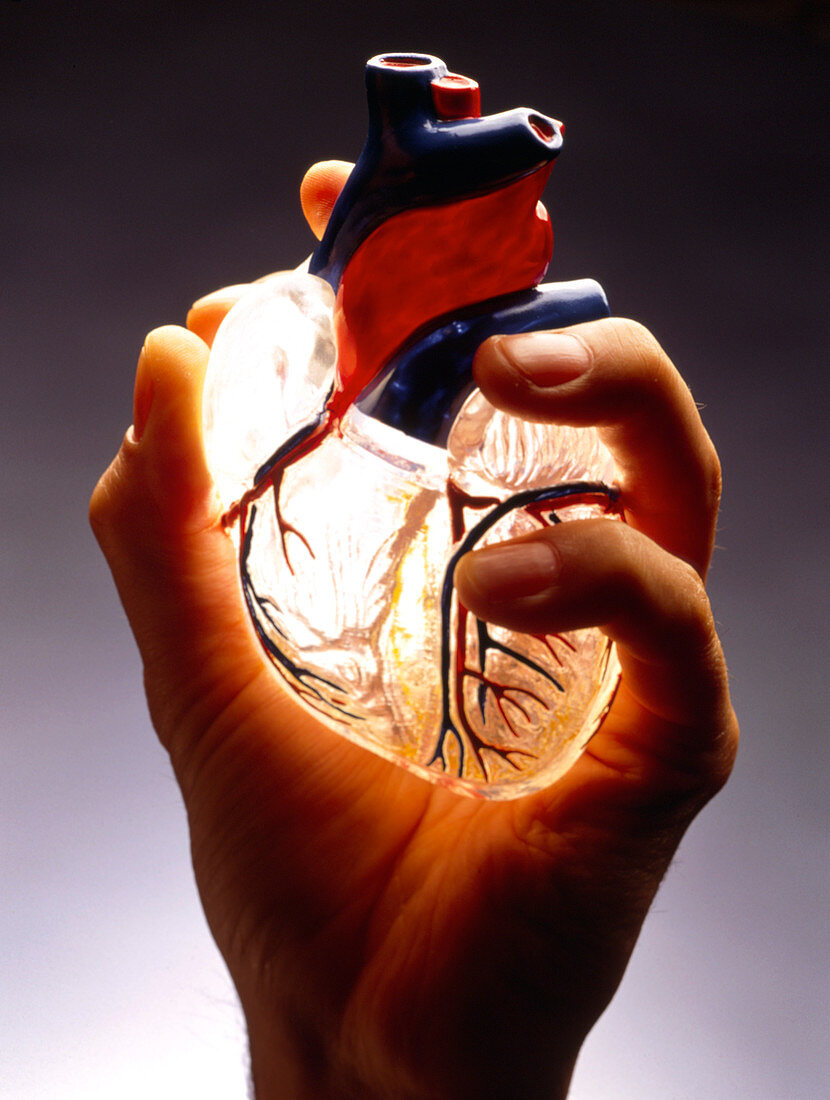 Hand holding a model of a healthy human heart