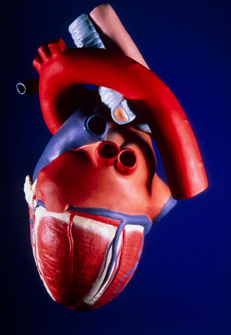 Side view of a model of a human heart