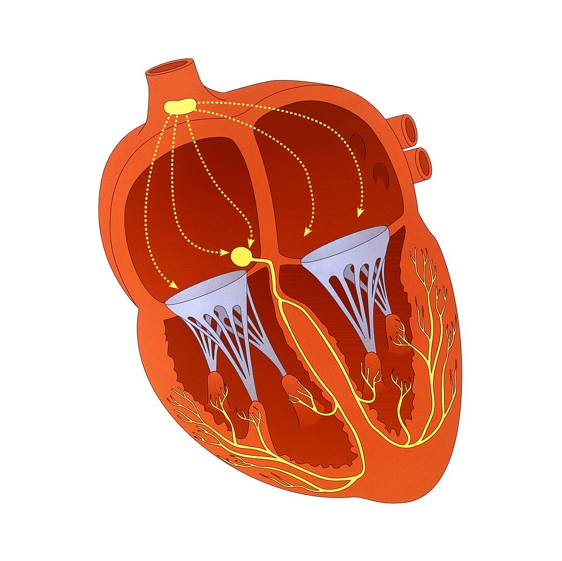 Heart conduction system