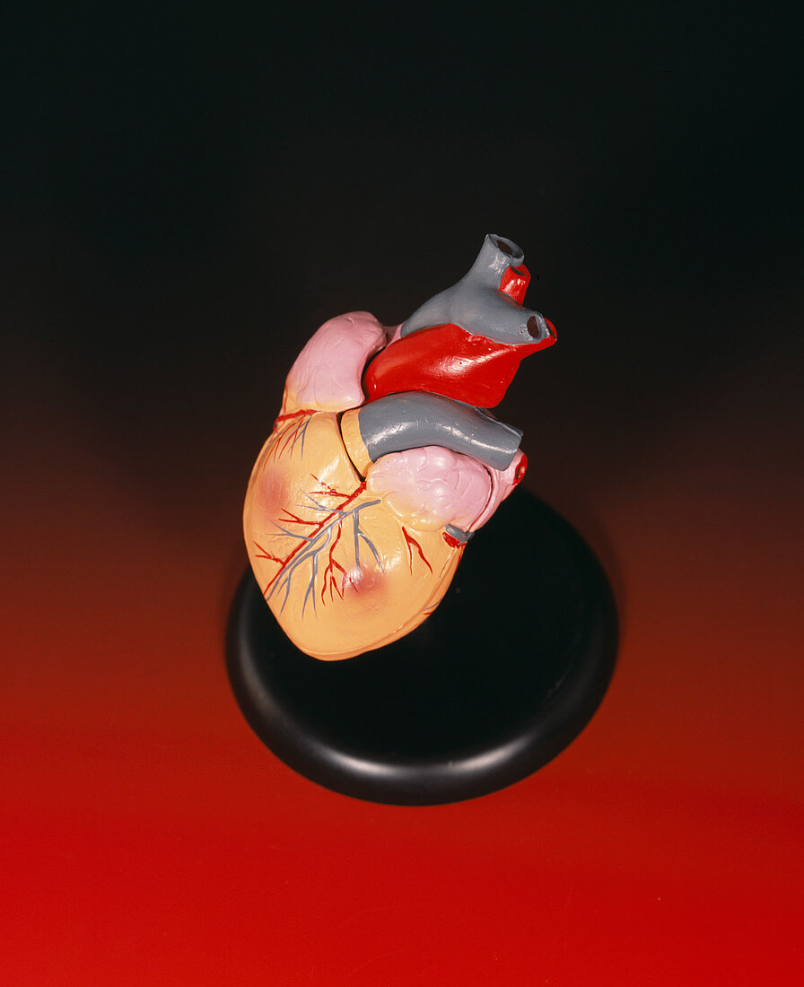 Model human heart