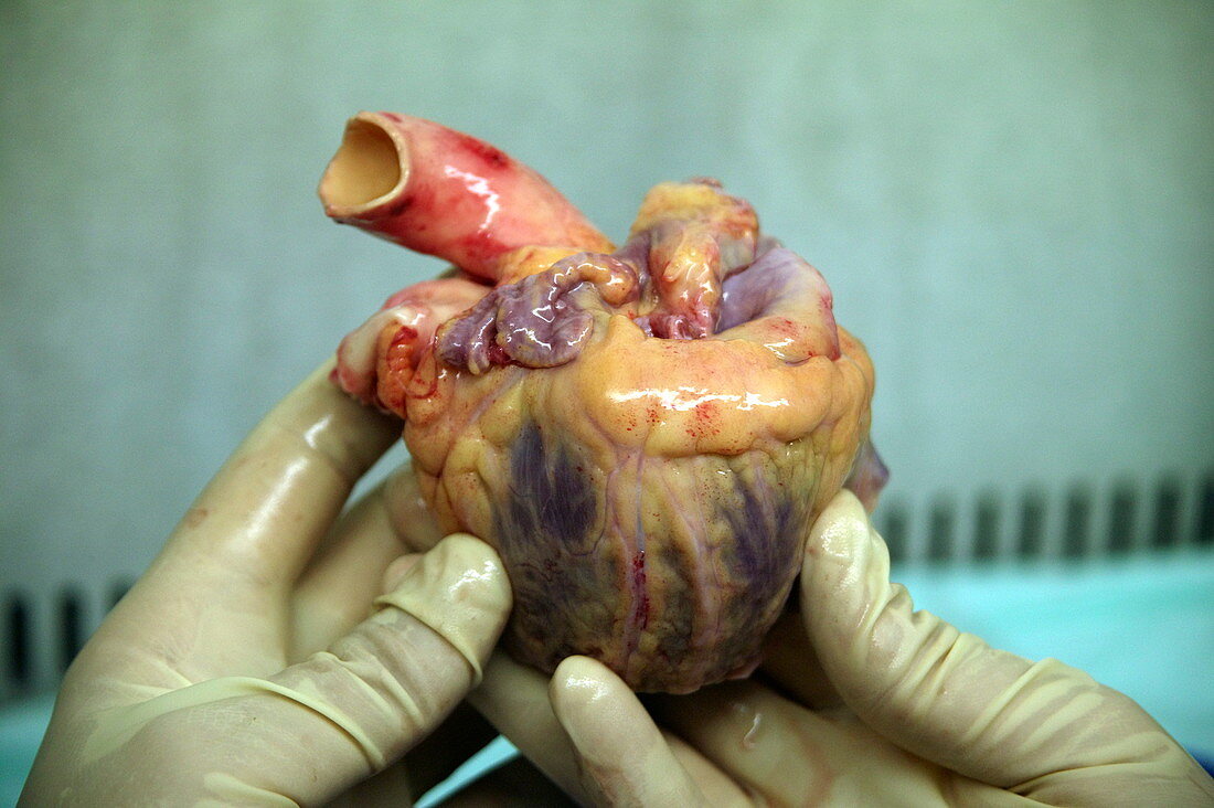 Heart prior to dissection