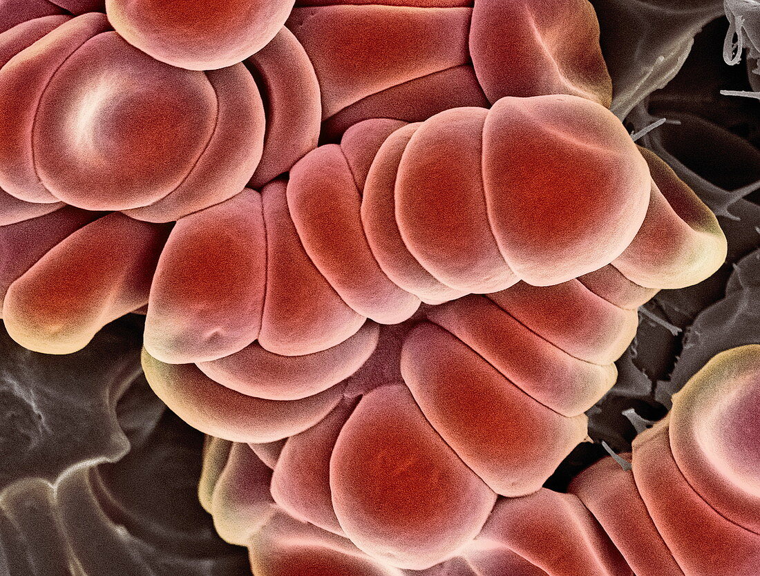 Red blood cells