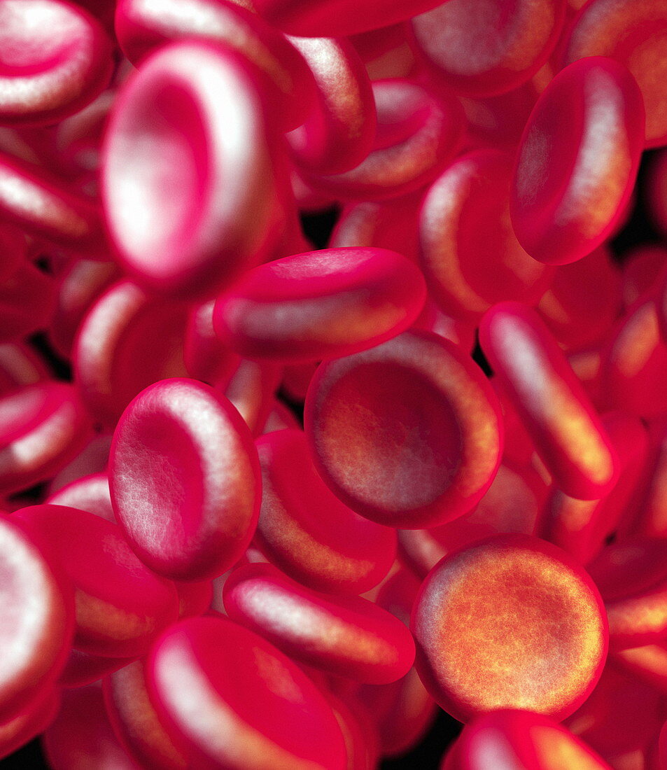 Red blood cells