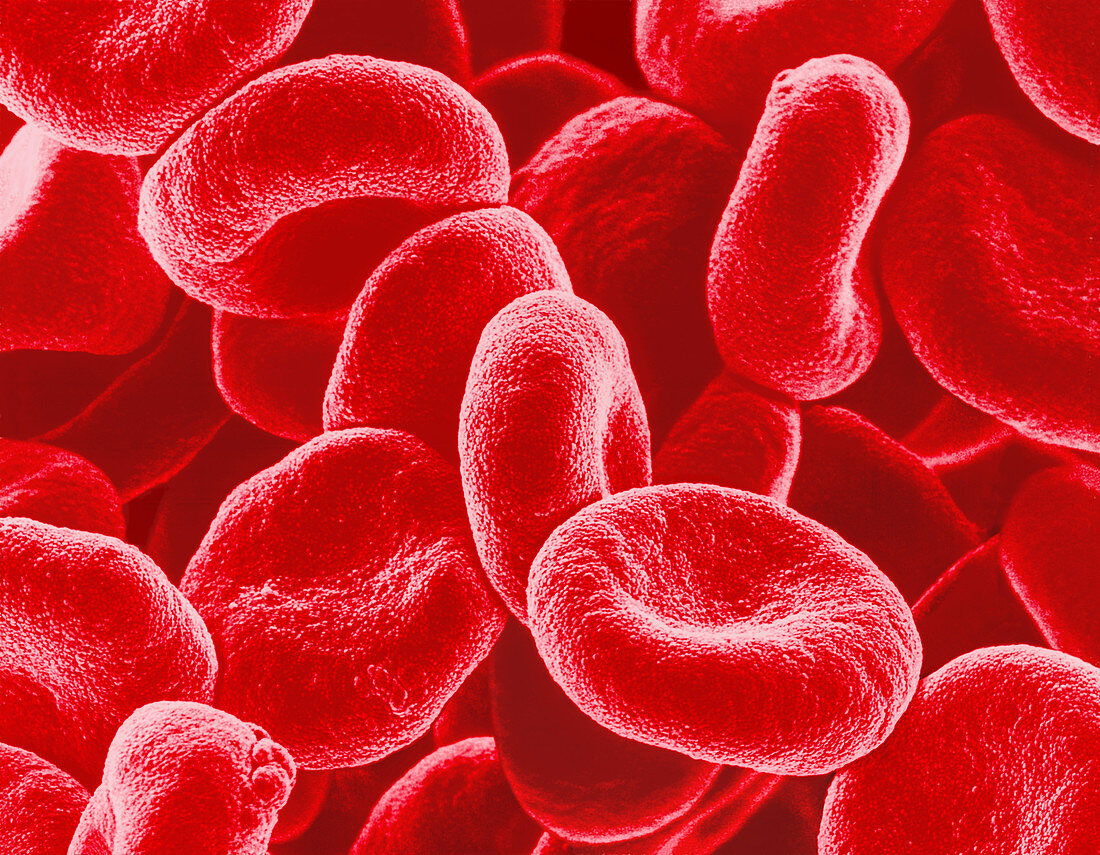 Red blood cells,SEM