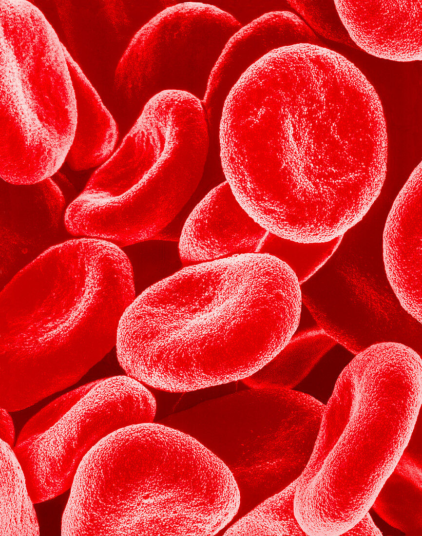 Red blood cells,SEM