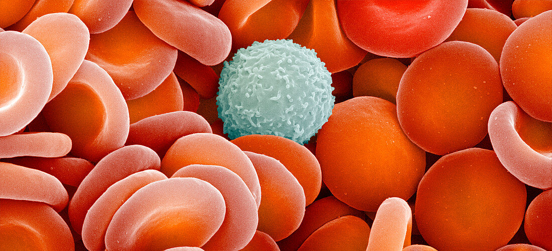 Blood cells,SEM