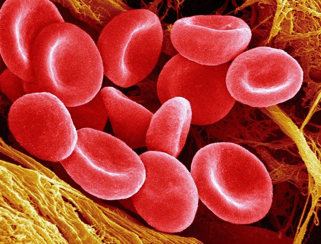 Red blood cells,SEM