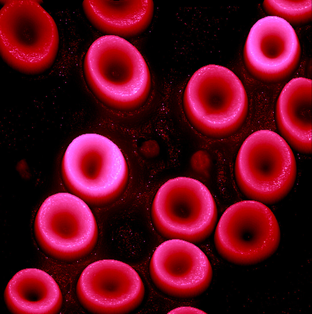 Red blood cells,AFM