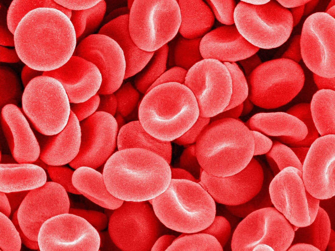 Red blood cells,SEM