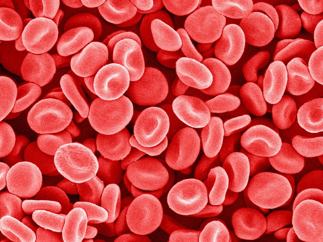 Red blood cells,SEM