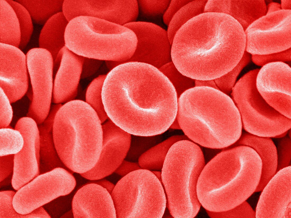 Red blood cells,SEM