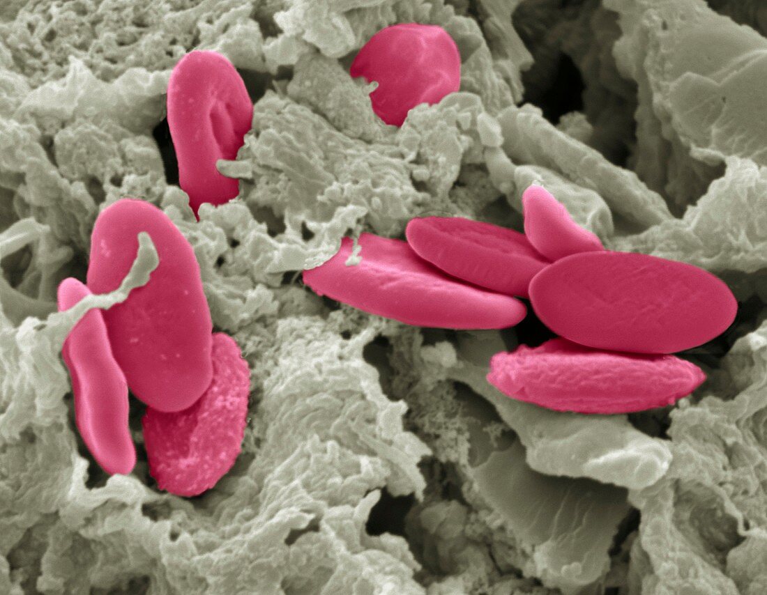 Bird red blood cells,SEM