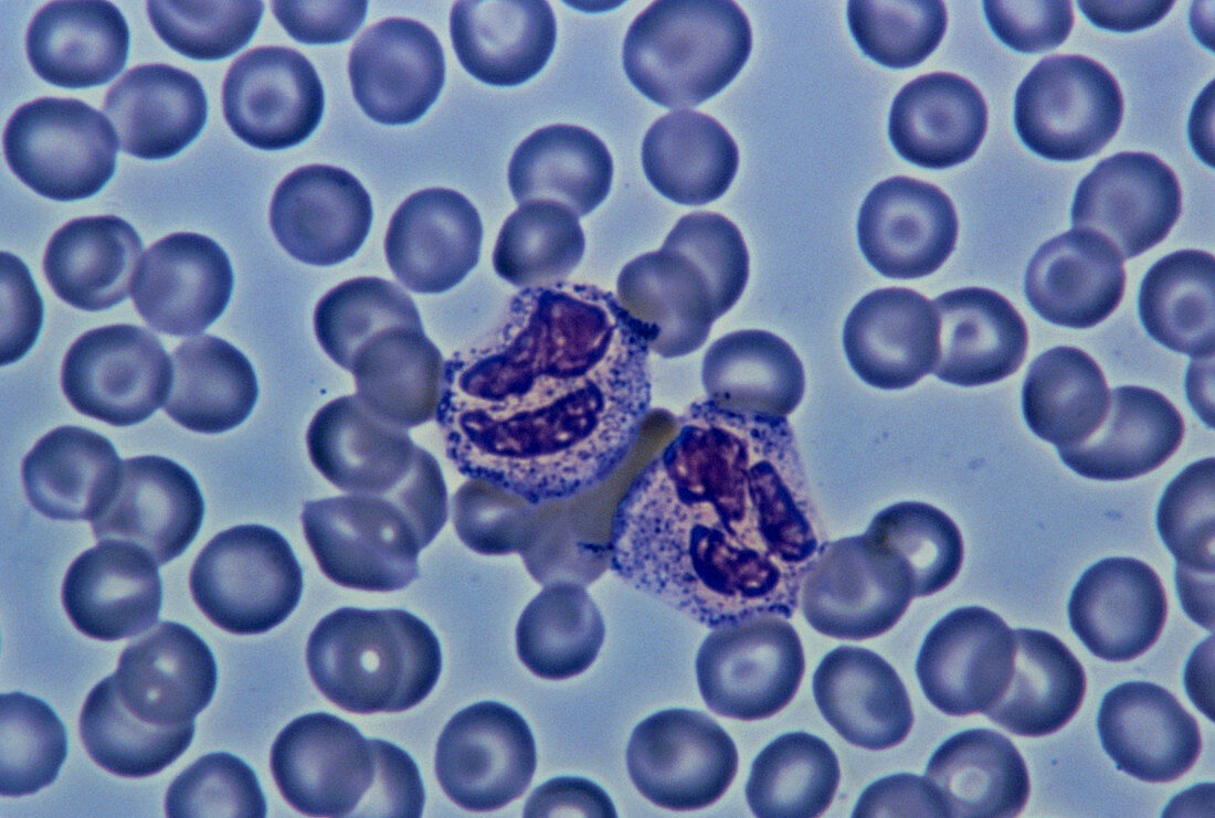 Light micrograph showing two neutrophils