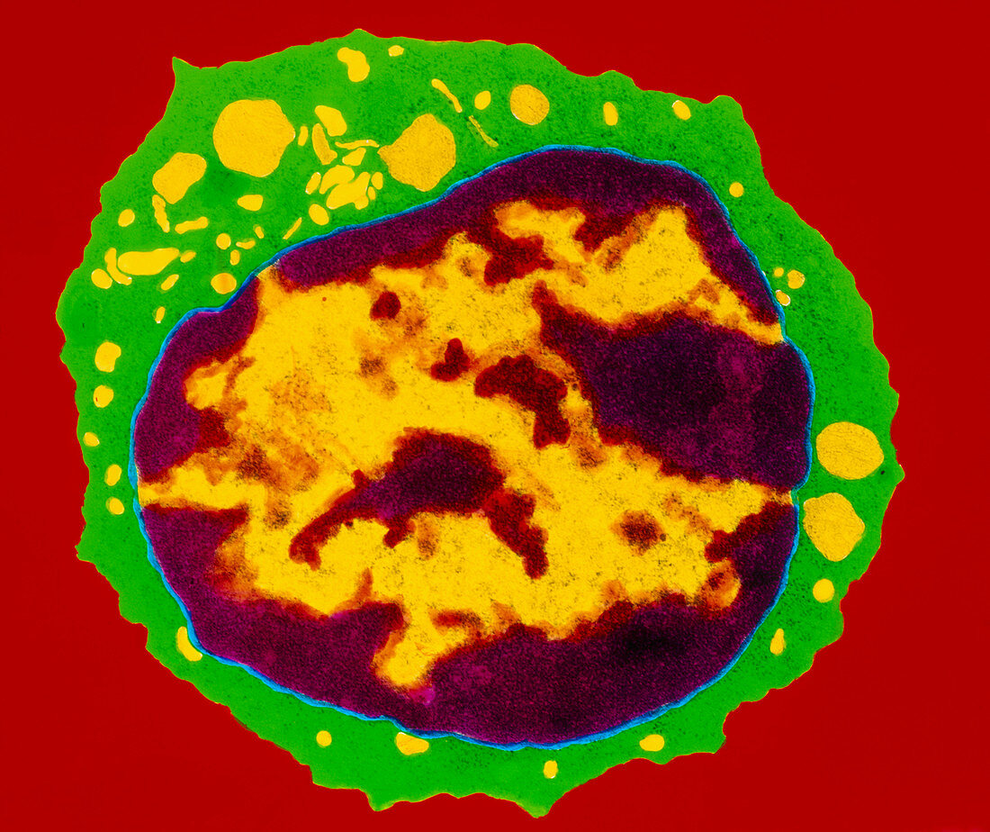 Coloured TEM of a T-lymphocyte white blood cell