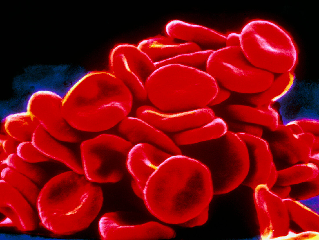 Red blood cells