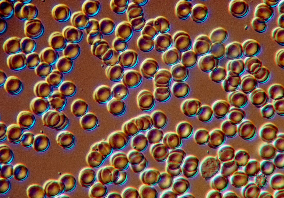 Light micrograph of a group of red blood cells