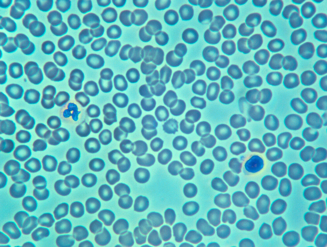 Blood cells