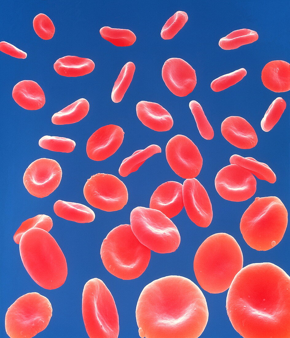 Red blood cells